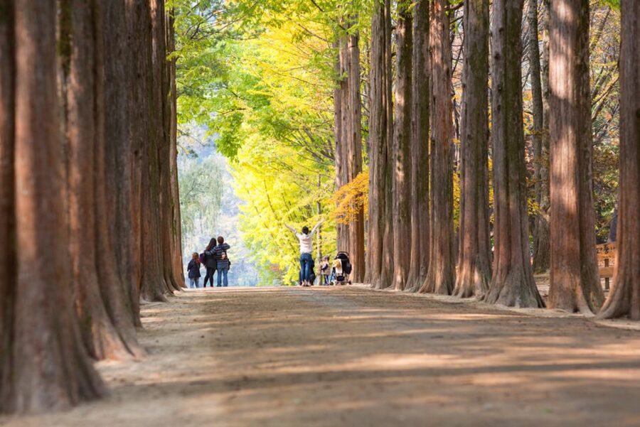 Seoul: Nami Island, Garden and Petite France (opt. Railbike) - Is the $83 price good value?