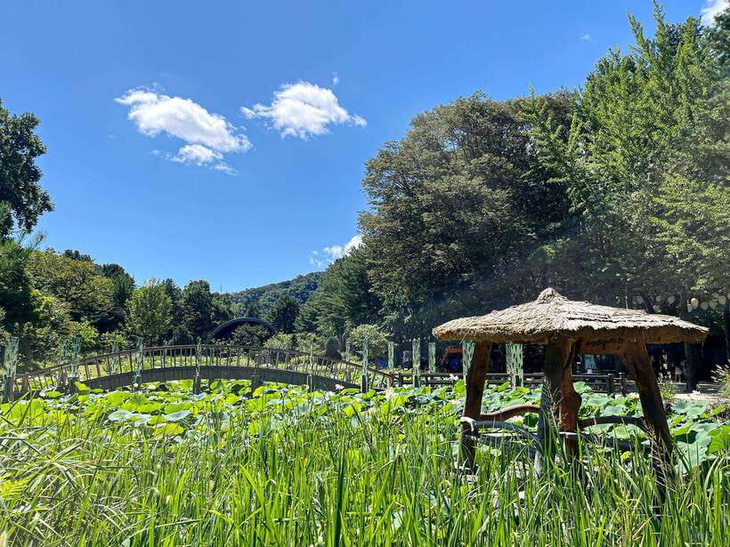 Seoul: Nami Island & Petite France Tour with Railbike Option - Why this makes sense as a day outside Seoul