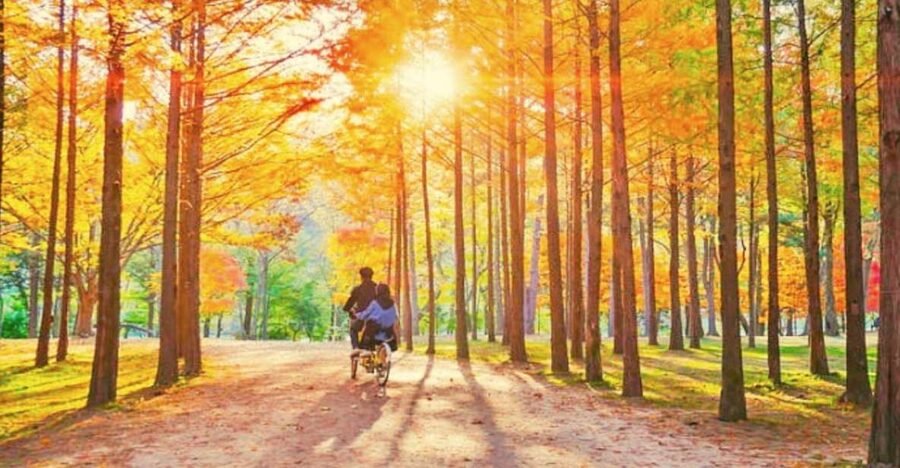 Seoul: Nami, Petite France, Italian Village, Railbike Option - Petite France and the Little Prince theme