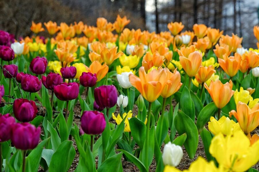 Seoul: Private Customizable Tour to Nami Island and More - Key points at a glance
