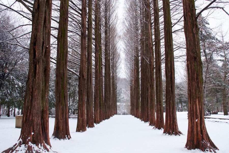 Seoul: Private Customizable Tour to Nami Island and More - Petite France: a compact photo stop with a French theme