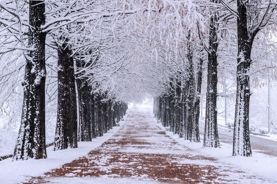 Seoul: Private Customizable Tour to Nami Island and More - Garden of Morning Calm for plant lovers