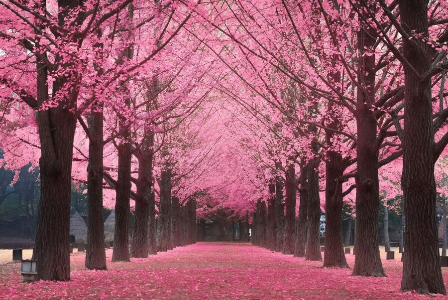 Seoul: Private Customizable Tour to Nami Island and More - Is $470 good value for your group?