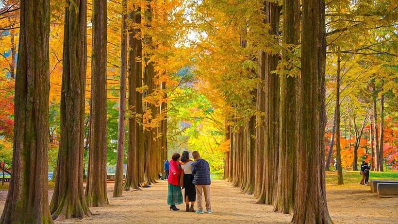Seoul: Private Tour to Nami Island, Garden, Petite France - Why this three-stop trip works from Seoul