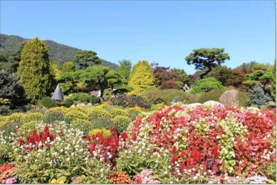 Private Tour to Nami Island, Garden, Petite France