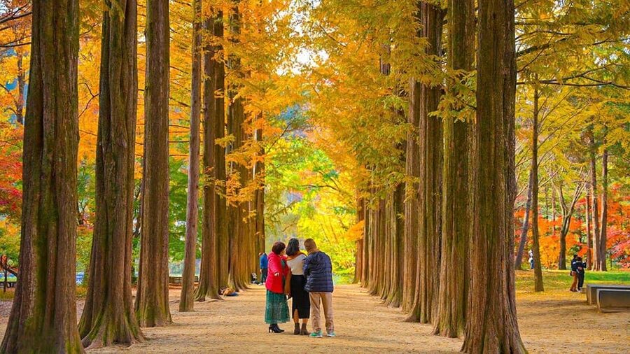Seoul: Private Tour to Nami Island, Garden, Petite France - Who should choose this day trip?