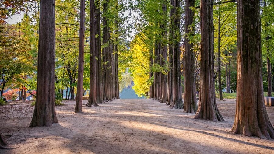 Seoul: Private Tour to Nami Island, Garden, Petite France - Booking details worth checking
