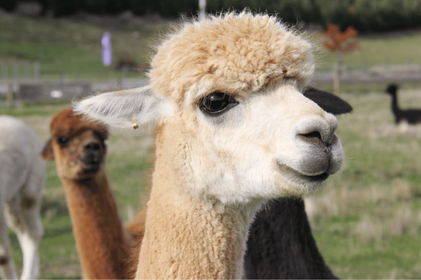 Seoul: Samaksan Cable Car & Nami with Alpaca World/Railbike - Nami Island, the relaxed final stop
