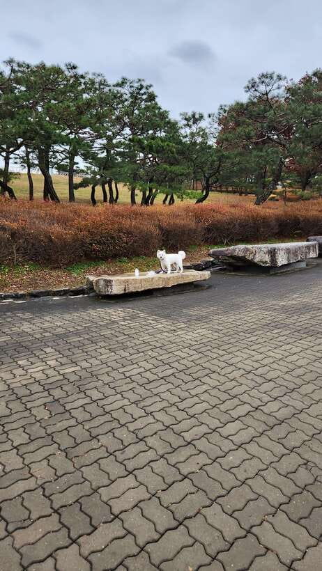 Seoul: Services of a Local for a Day (Paperwork/Tour/Fun) - Planning your meeting and route