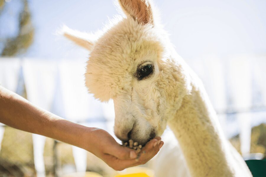 Seoul: SnowyLand in Vivaldi Park with Nami or Alpaca - Practical advice for a smoother day