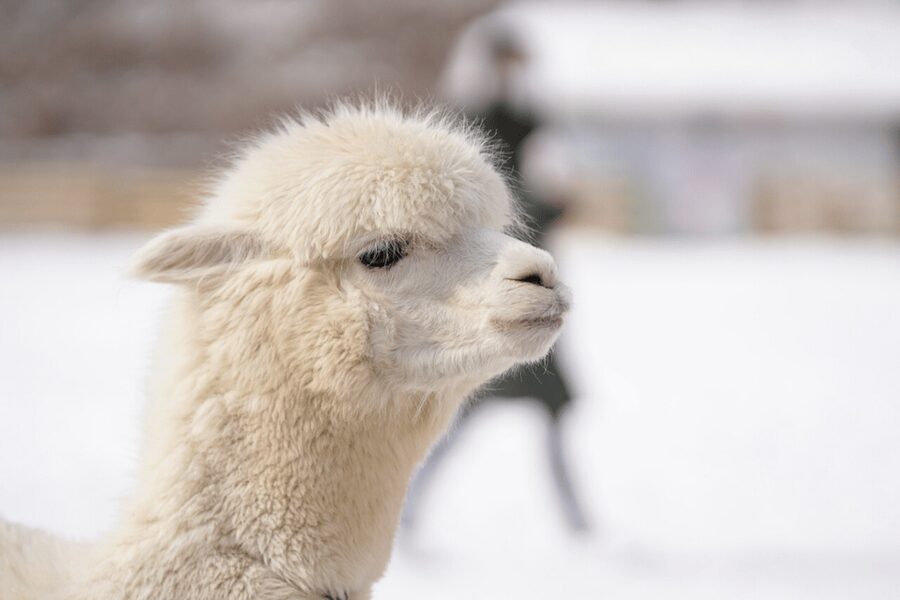 Seoul: SnowyLand in Vivaldi Park with Nami or Alpaca - Transport, timing, and the long day from Seoul