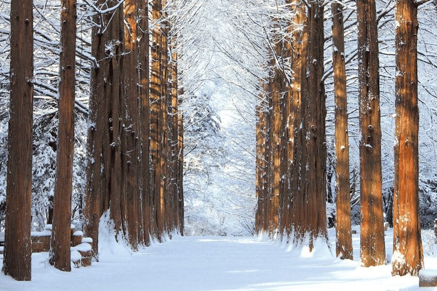 Seoul: SnowyLand in Vivaldi Park with Nami or Alpaca - What the $70 price includes