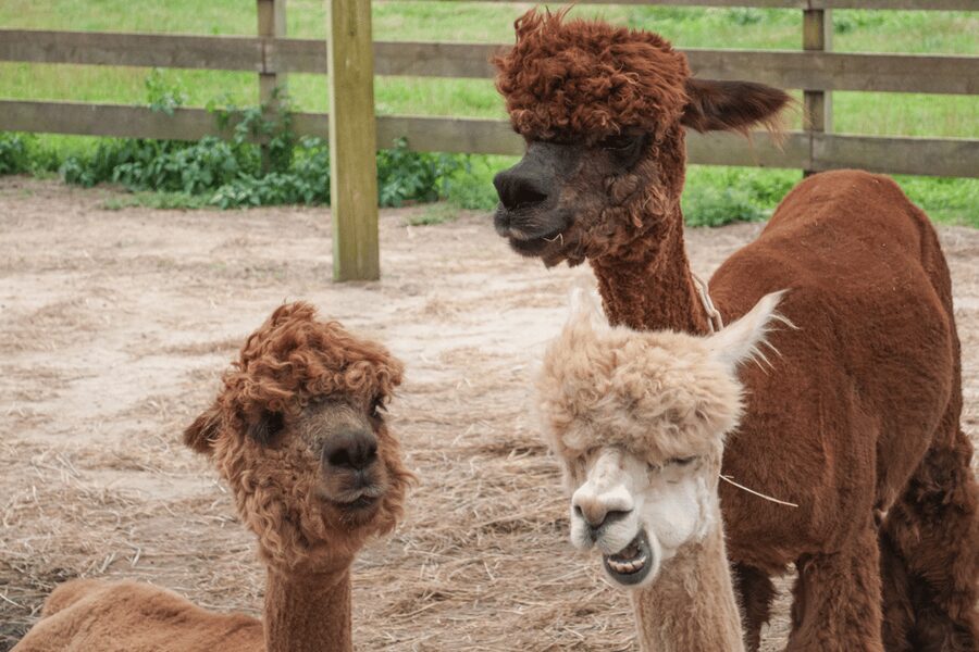 Seoul: SnowyLand in Vivaldi Park with Nami or Alpaca - Which option should you choose?
