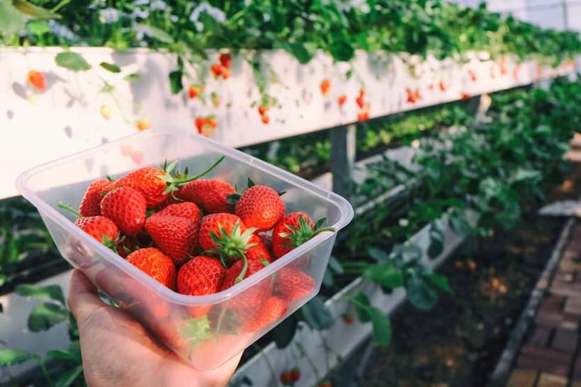 Seoul: Strawberry Picking & Eobi Ice Valley & Nami Island - What a long winter day from Seoul really feels like
