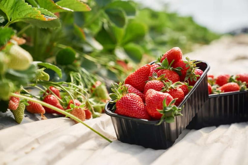 Seoul: Strawberry Picking & Eobi Ice Valley & Nami Island - Guides, buses, and the value of $74