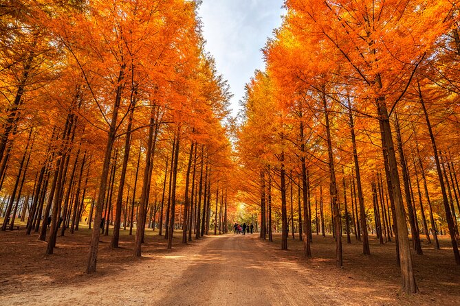 Seoul Vicinity 5 in 1: Nami Island, Garden of Morning Calm & More - Who should book this day trip?