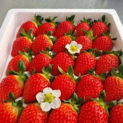 Winter Day Tour in Pocheon (+Strawberry Picking)